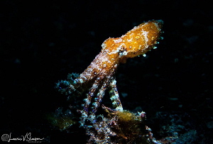 Blue-Ringed Octopus/photographed with a 60 mm macro lens ... by Laurie Slawson 